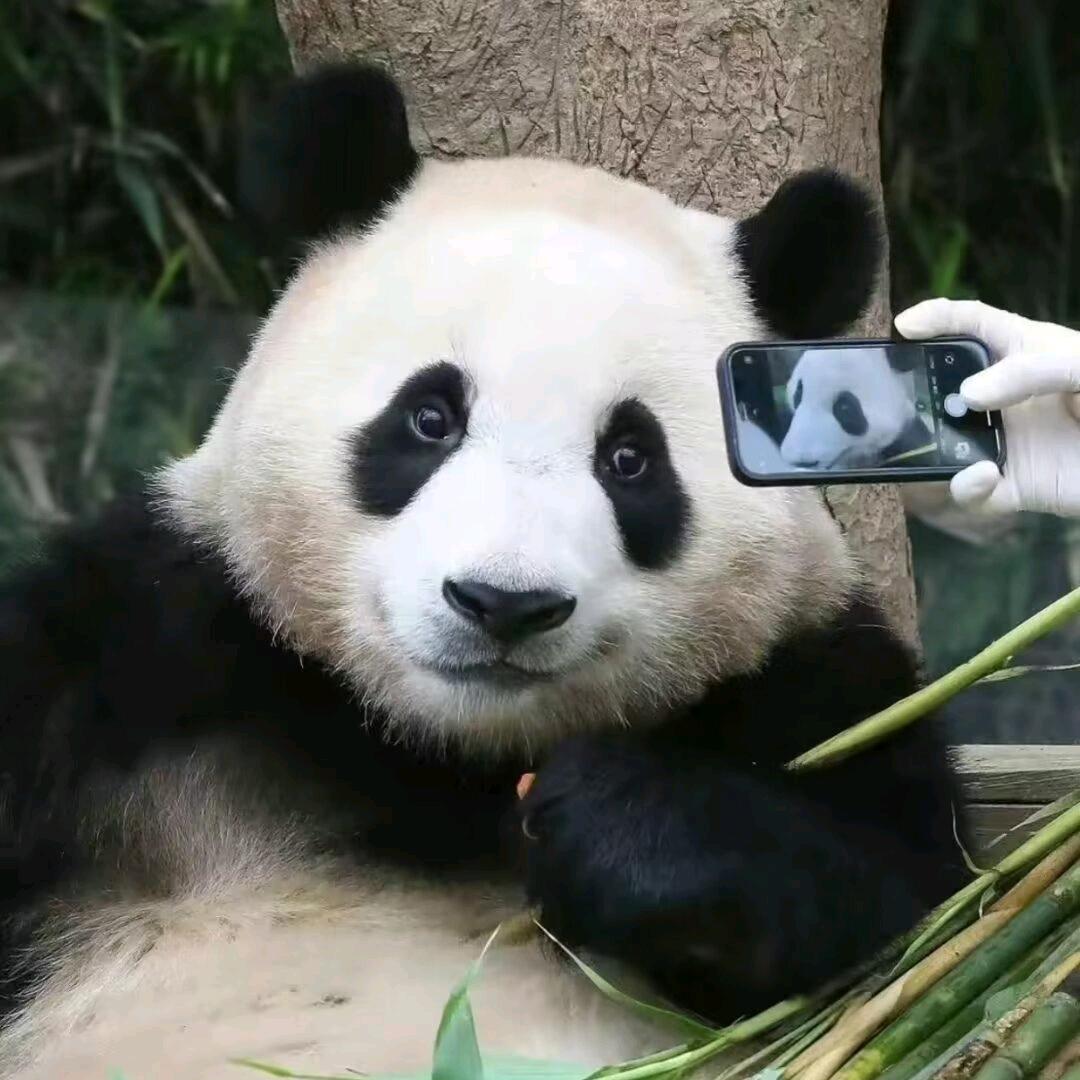 栗子糕糕