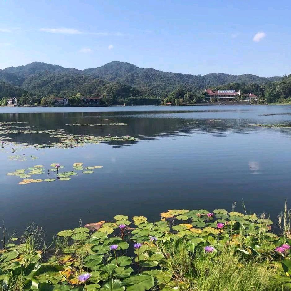 长年回收陈大米白面各种杂粮