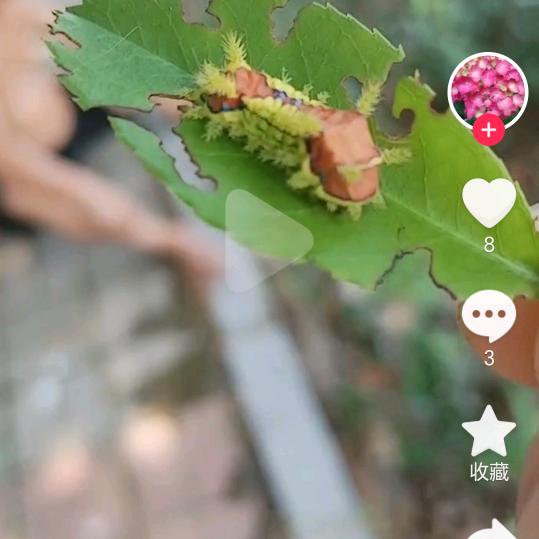 千面暗探心理师苏玛丽头像