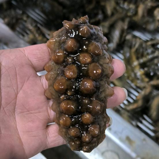 大连鼎鲜海参