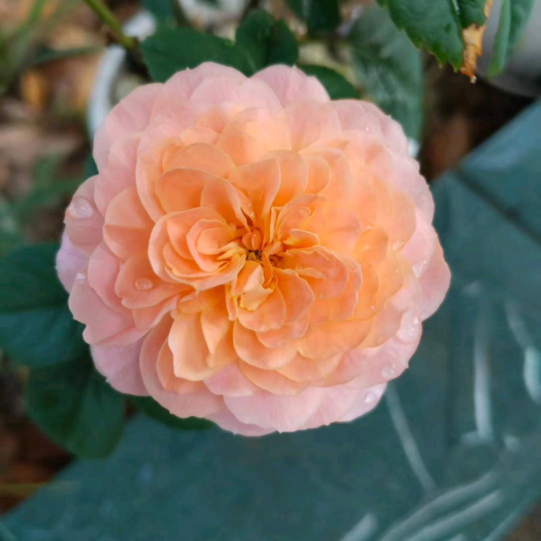 ᝰꫛꫀꪝ𐂂香水百合