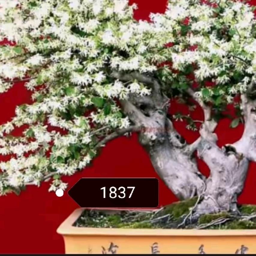 1+依佳花卉