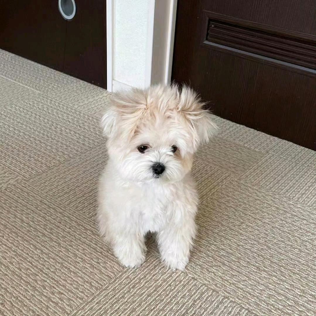 小隐