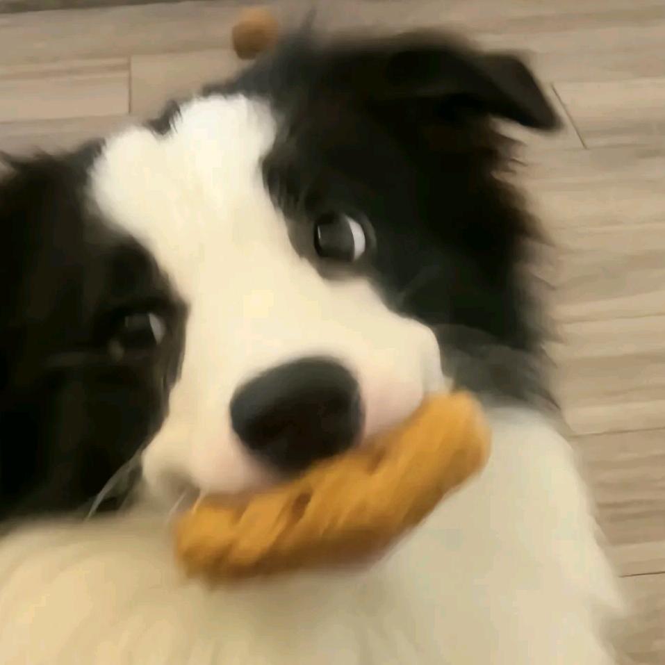 枫     .