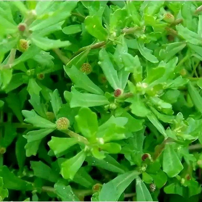汉中两只羊（疯哥）