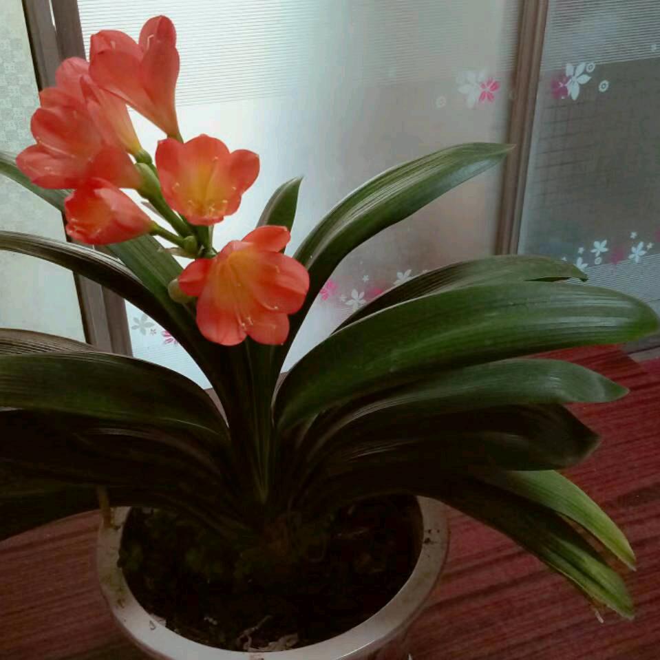 阳春六月