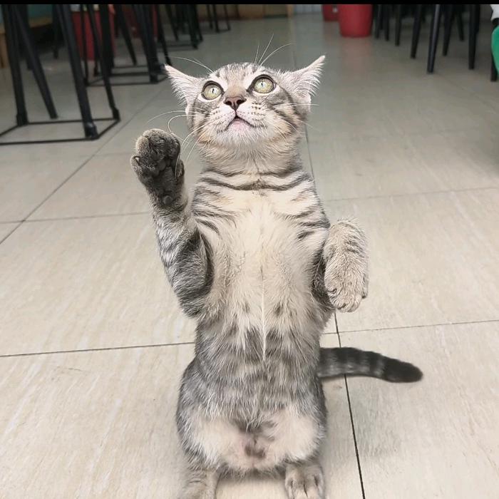 曉曉
