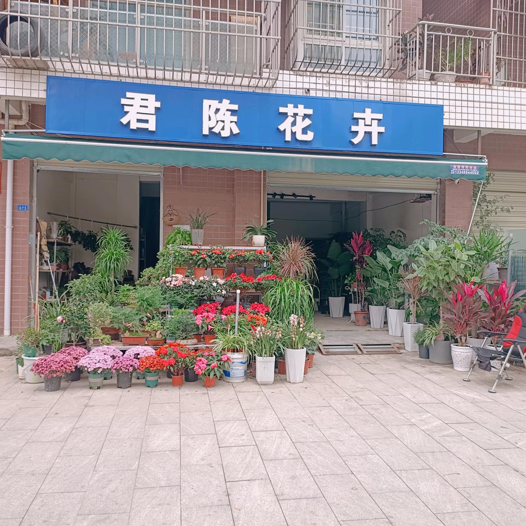 君陈花卉