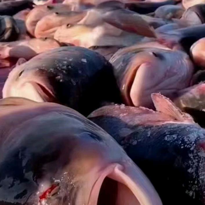 查干湖镇虎哥野生鱼