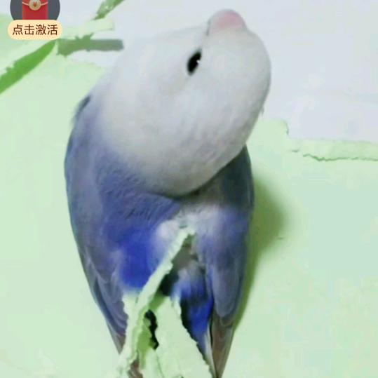 爱美的小七