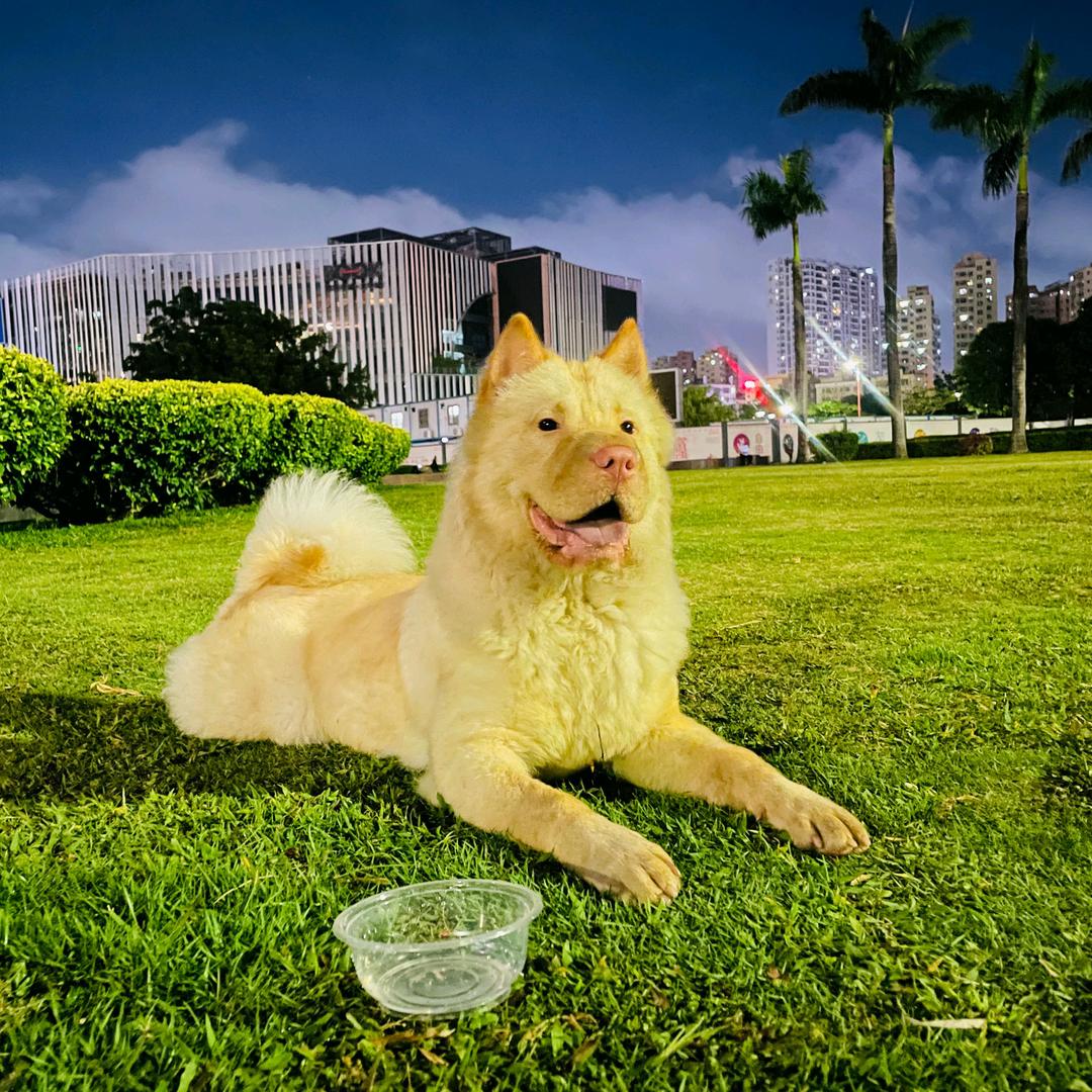 十九日常