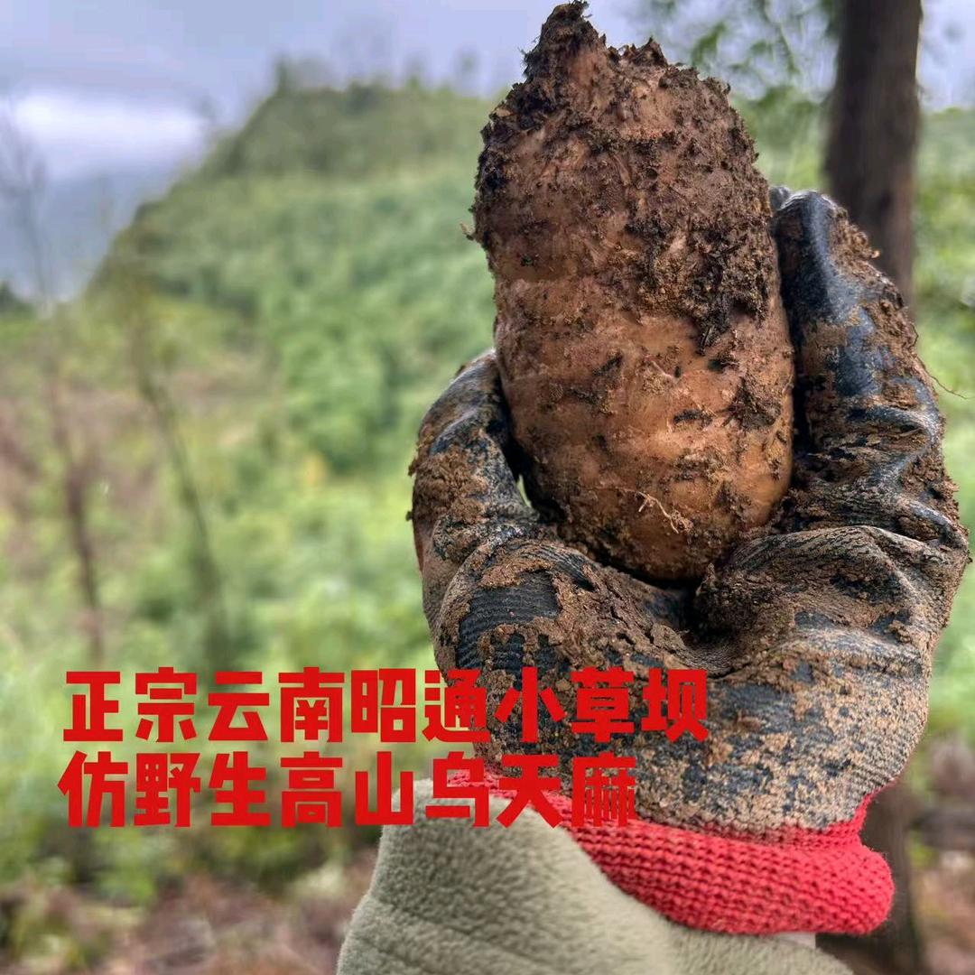 滇之乌蒙小草坝天麻店