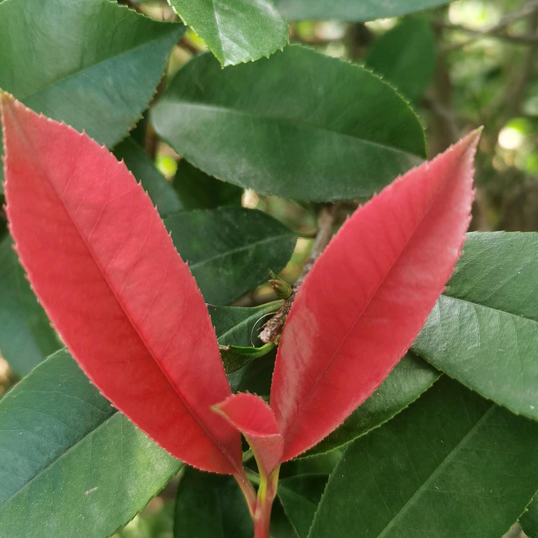 情感分析大个哥