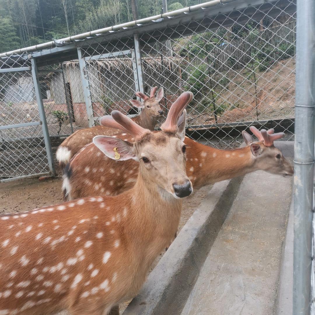 珍仙和她的梅花鹿（682605）