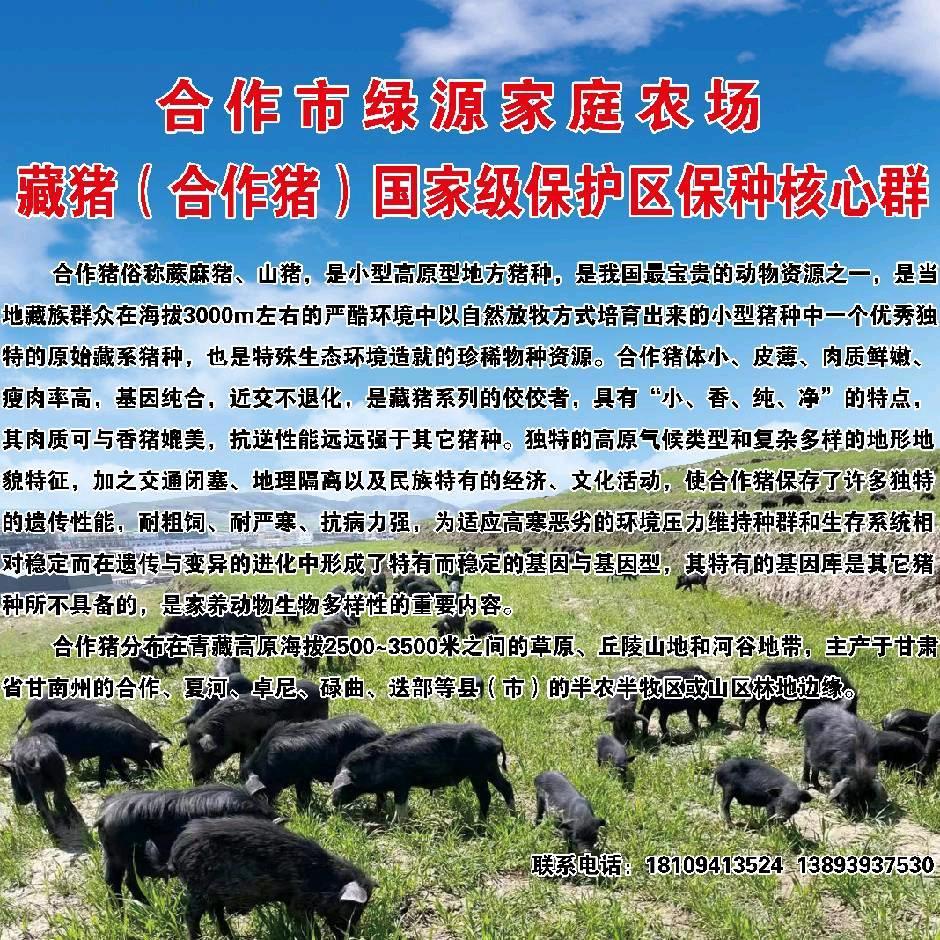 猪运满满