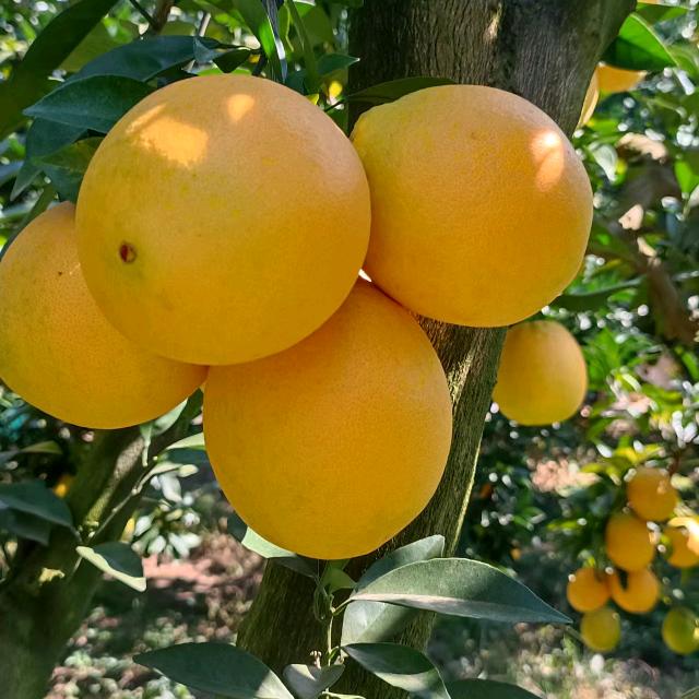 瑞金市黄柏乡橙旺种植园