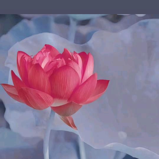 🌺鸽🌺