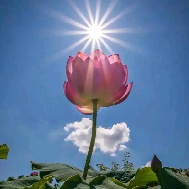 西北第一深情π