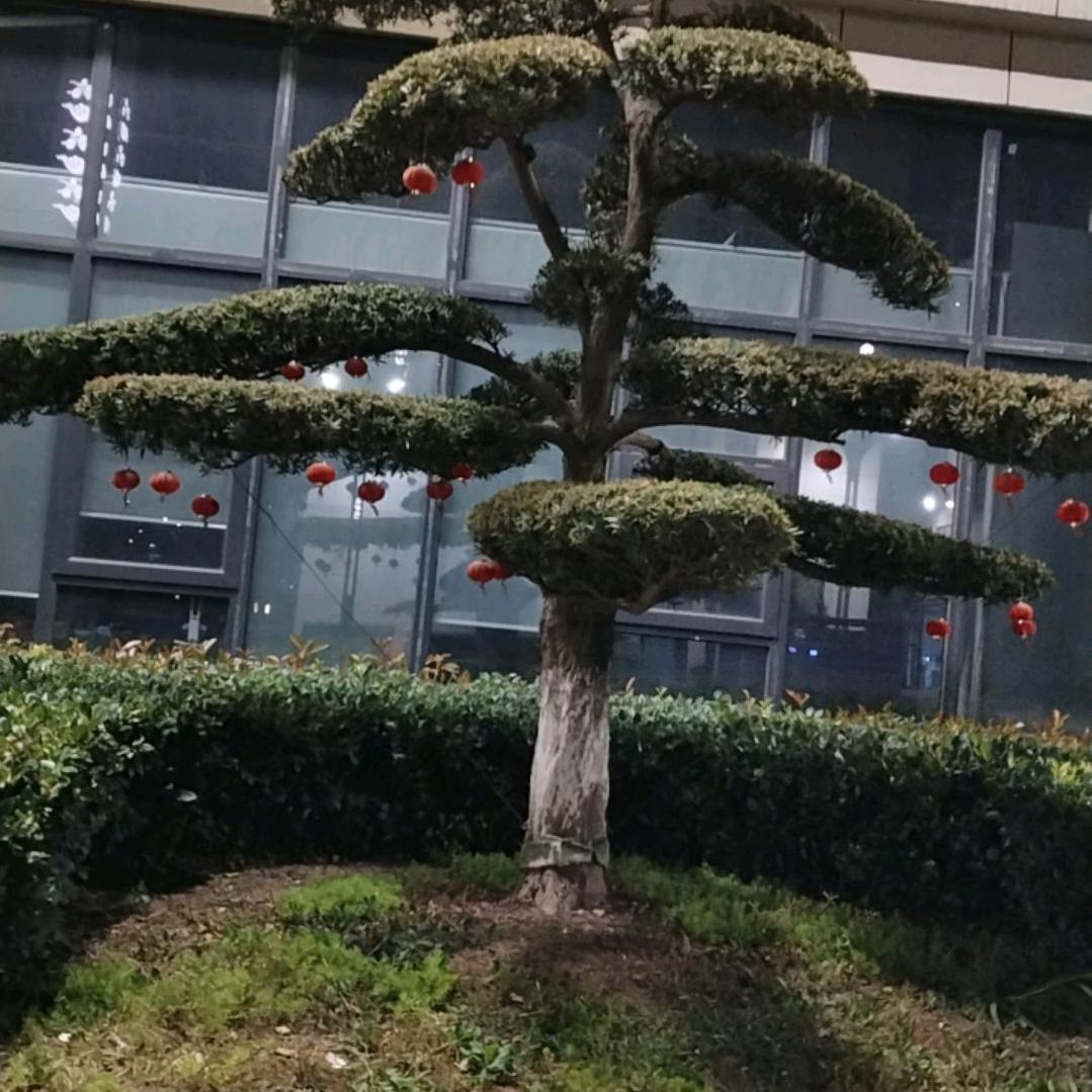 乘风破浪哥