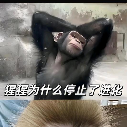 摆烂马喽