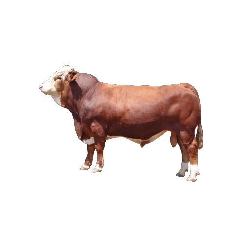 乌拉盖华西牛育种.王金强