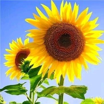 ꦿღ᭄ꦿ释然ღ᭄ꦿ