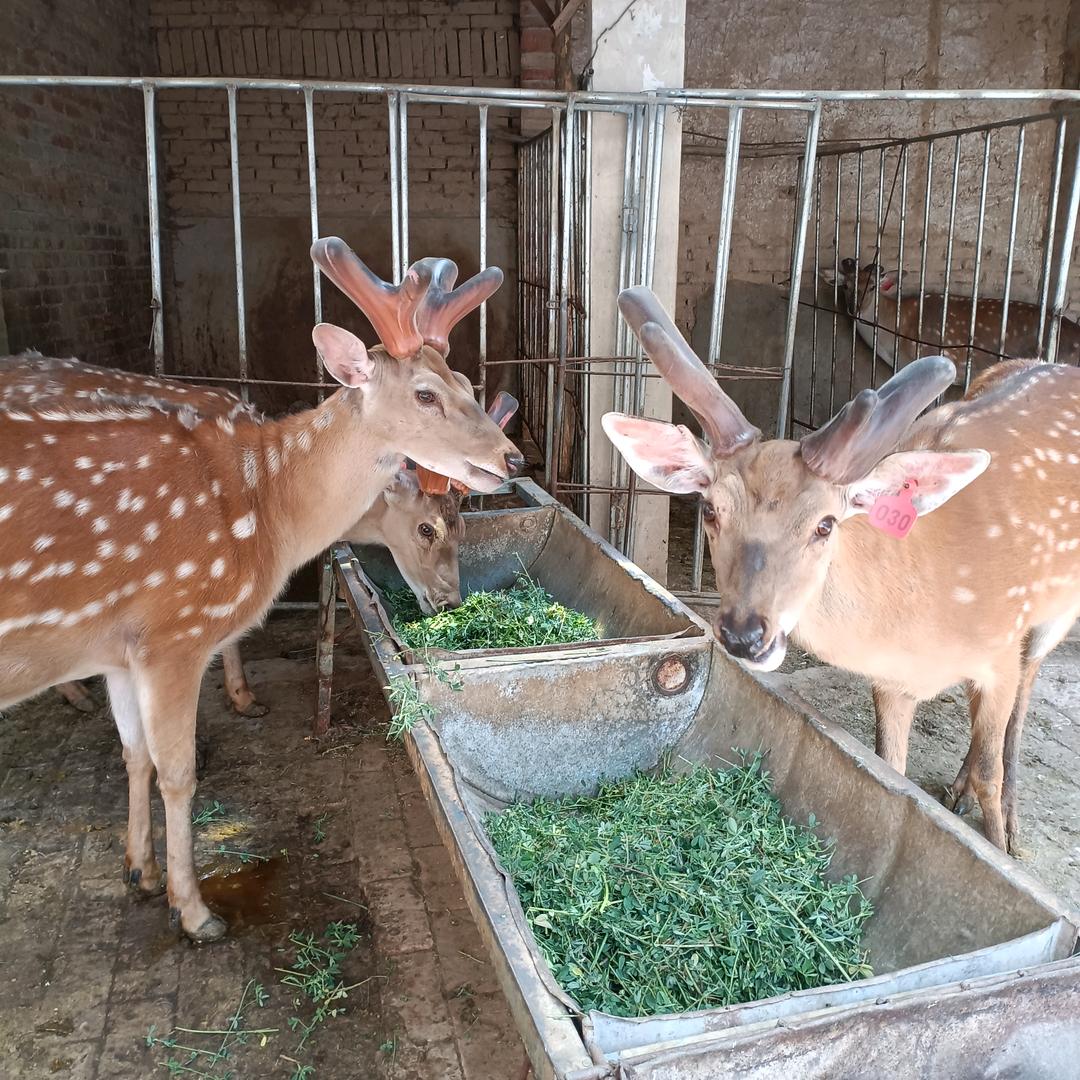 甘谷鹿田农业发展农场