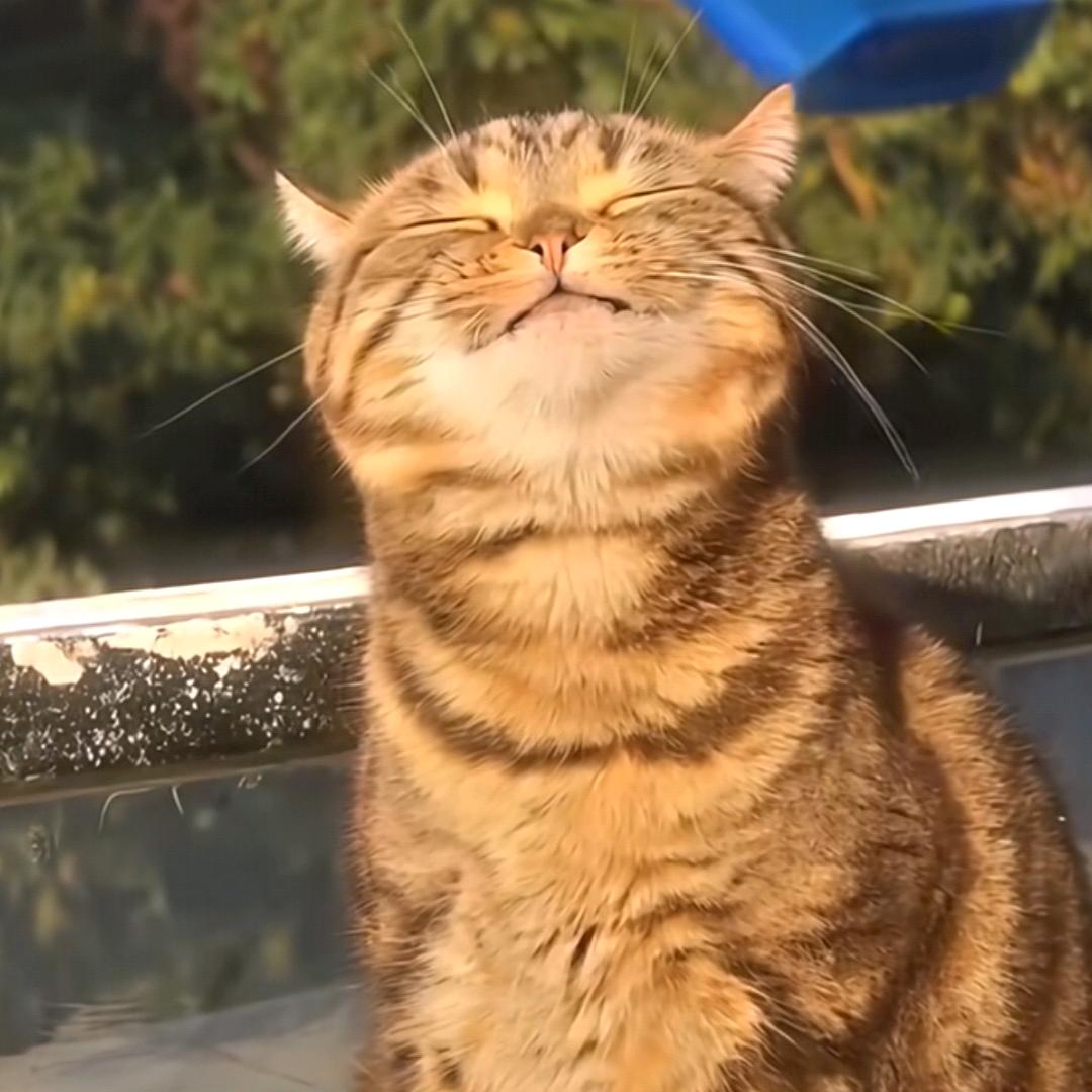 燕舞飞歌