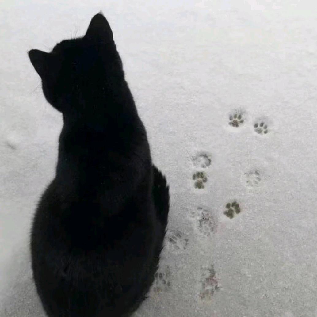 我亦犹怜之