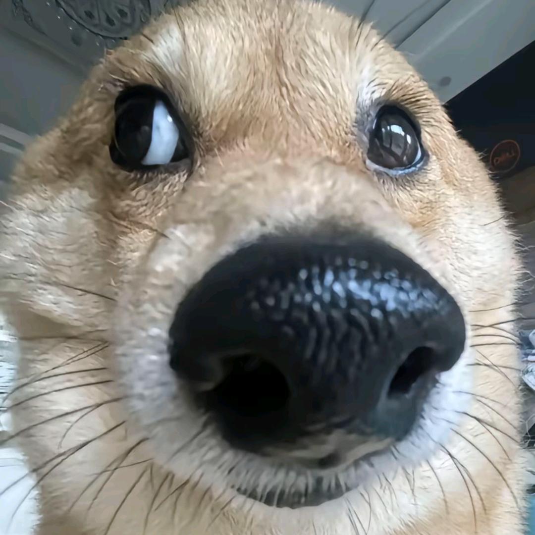爆丸小子