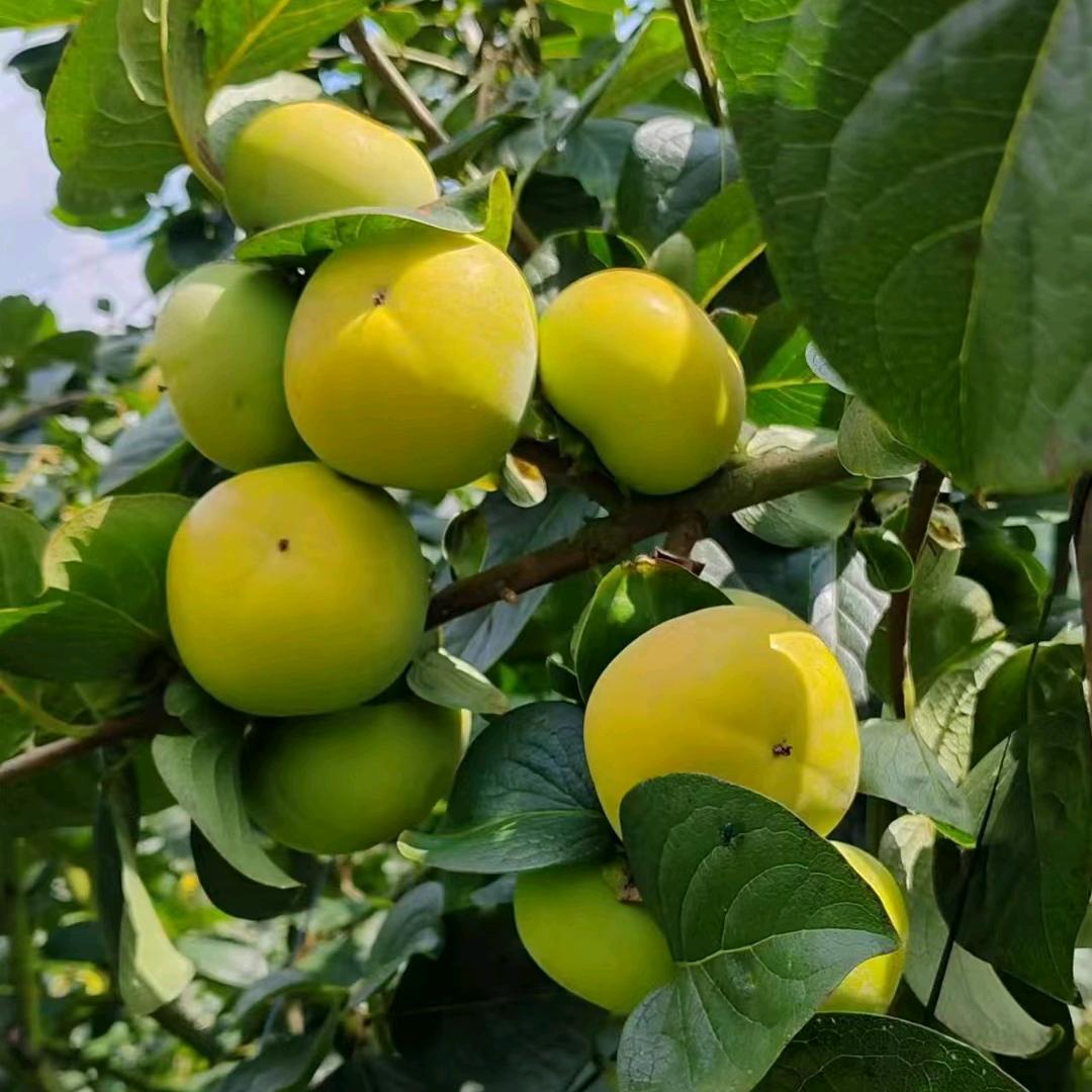 浙江裕农种苗小铺