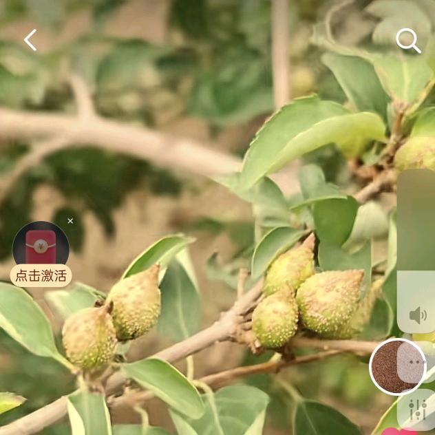 连翘