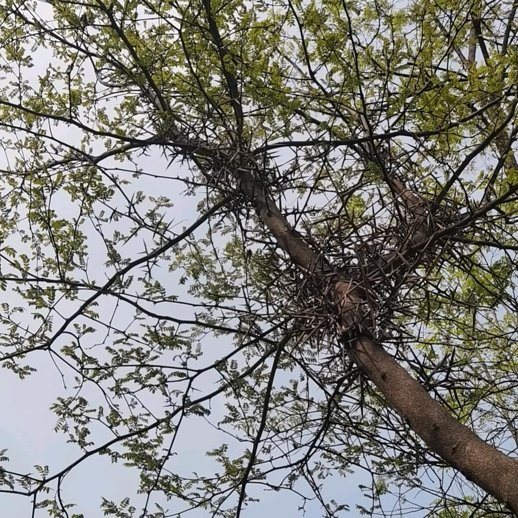东方碧霜