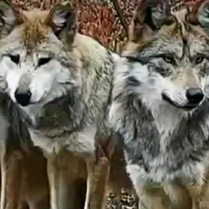 🐺 🐺