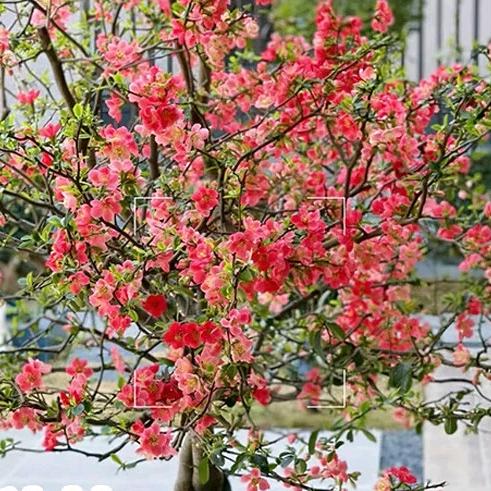 盈特果树苗木专营店