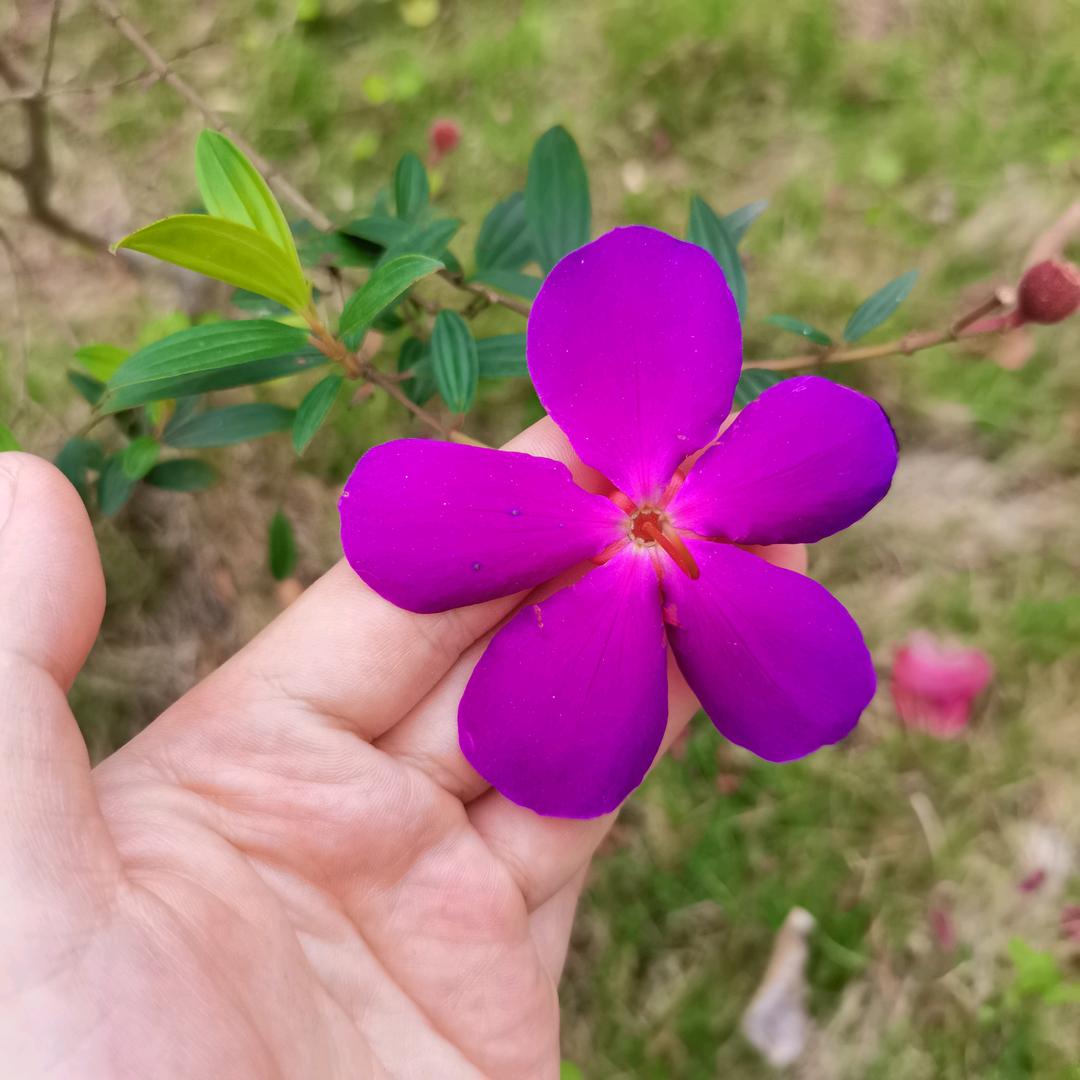 羅羅