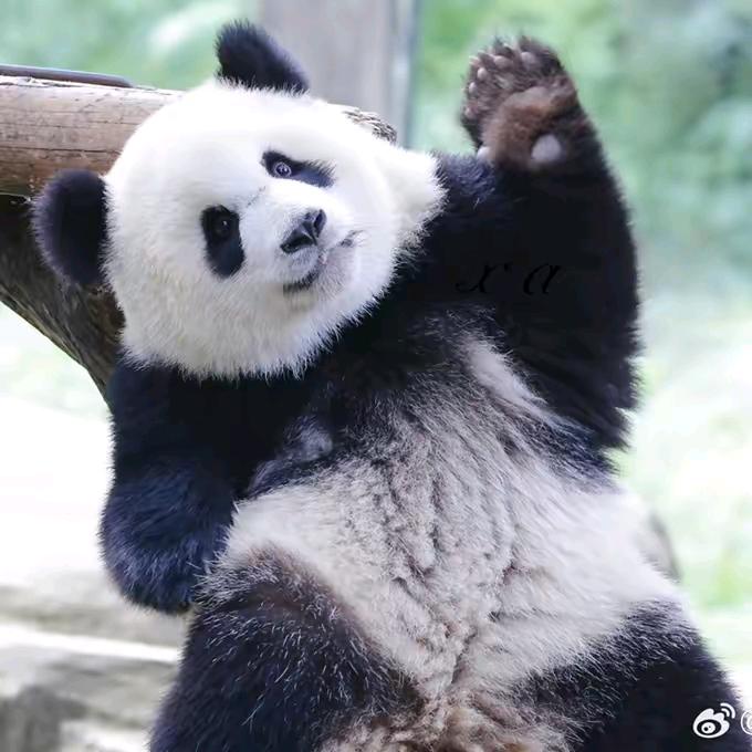 🌈🐼爱上现在🌈🌈🌈头像
