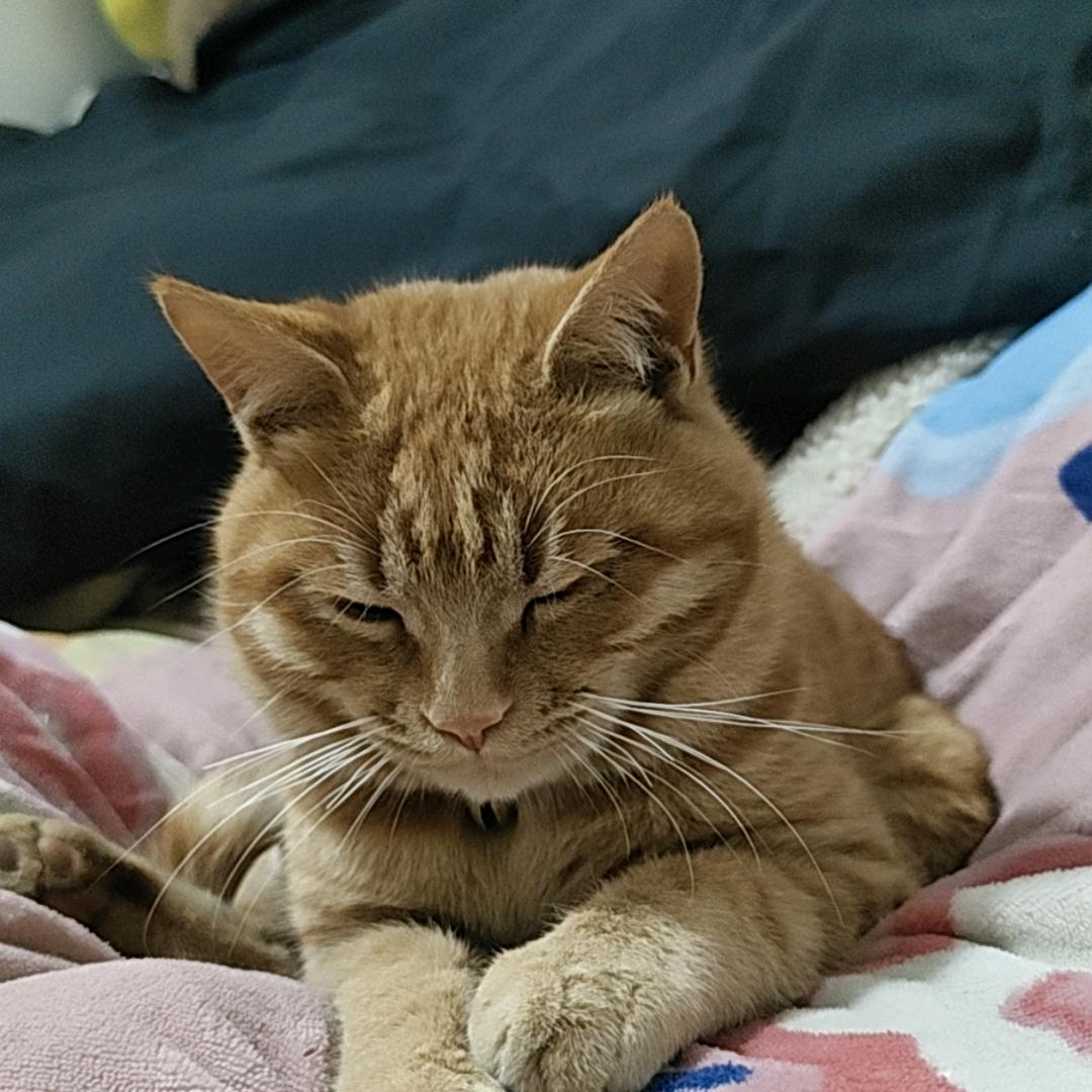 爱睡觉的猫