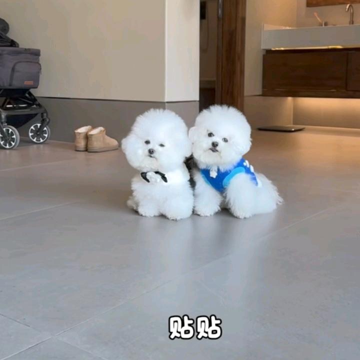 谢丹杰