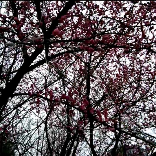 八月桂花