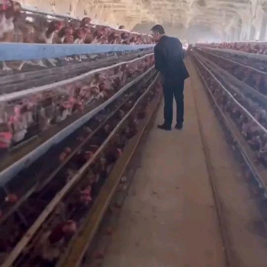 老郭聊蛋禽养殖