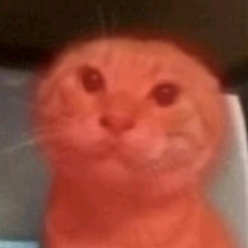 圆头耄耋