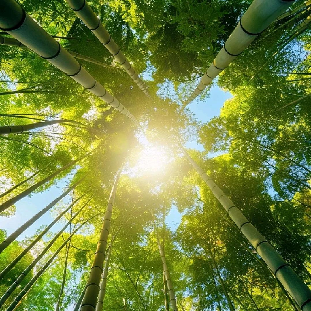 丙不焦绿の🌵