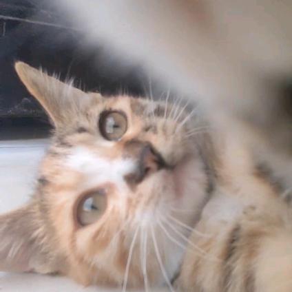 鱼缸里找头^。^