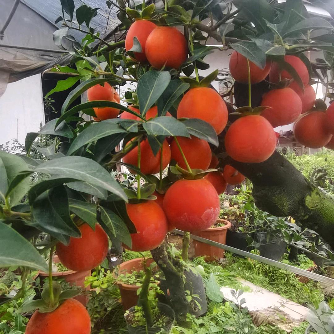 仁寿县文宫镇兵哥金弹子店