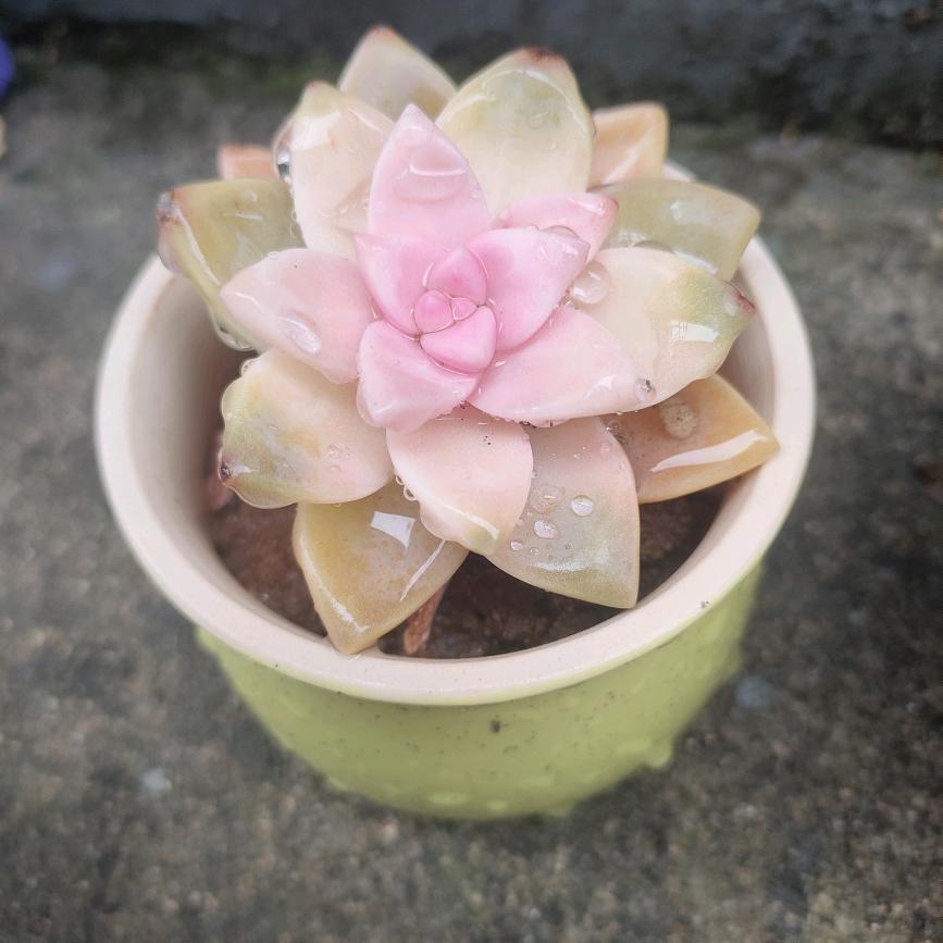 夏天的风，华。