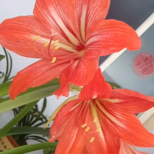 心静如水🌹🌹🌹🌹🌹🌹🌹🌹