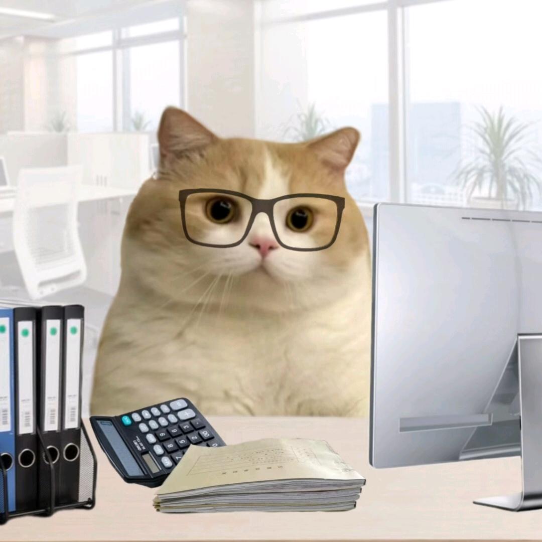 猫meme圆子