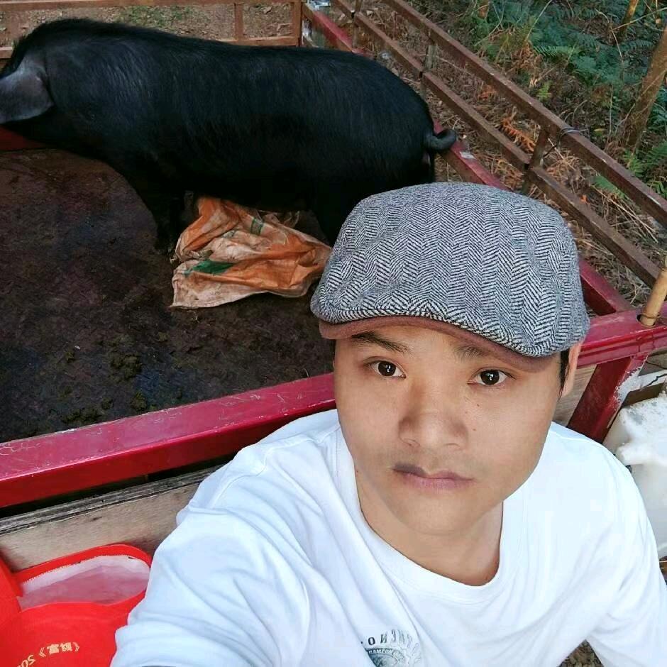 哈尼黑猪养殖