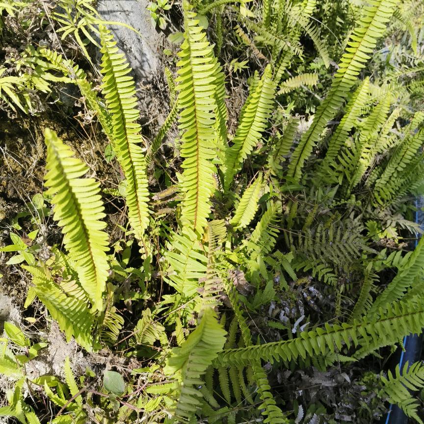 愿如意